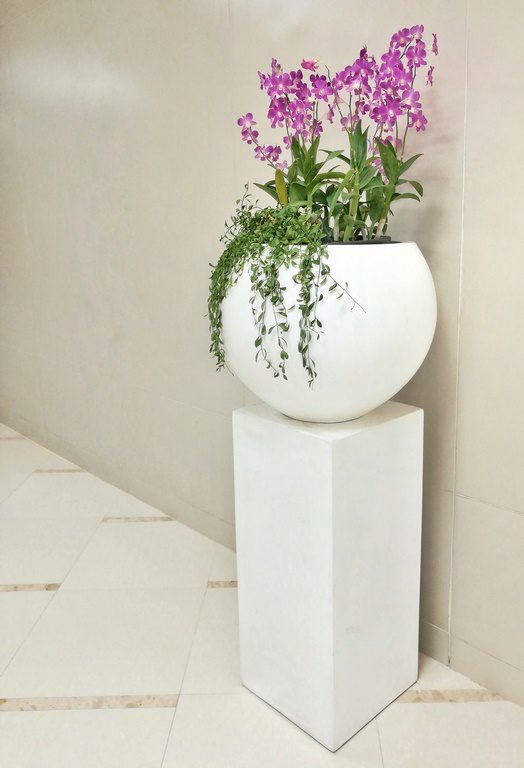 'ارکیده' گیاهی مطلوب در فضاهای خانه است