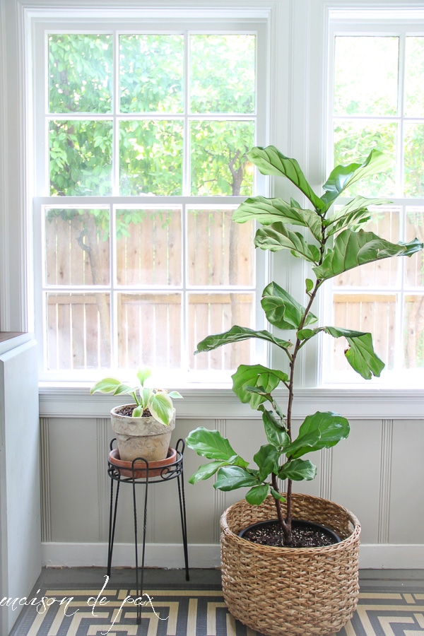 گیاهان آپارتمانی کنار پنجره