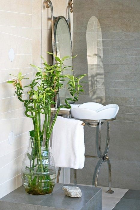 بامبو گیاه مناسب فنگ شویی در دستشویی