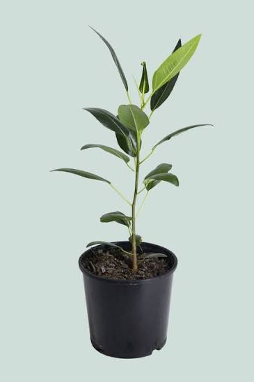 برگ انجیری ابلیکوا