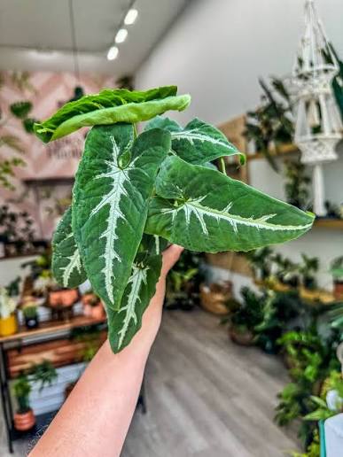 سینگونیوم ابلق