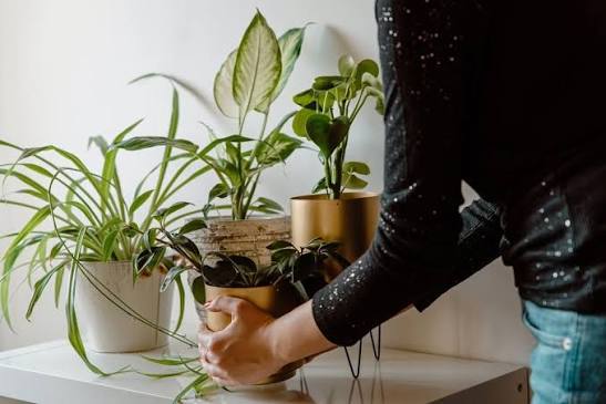 نگهداری گیاهان آپارتمانی لوکس
